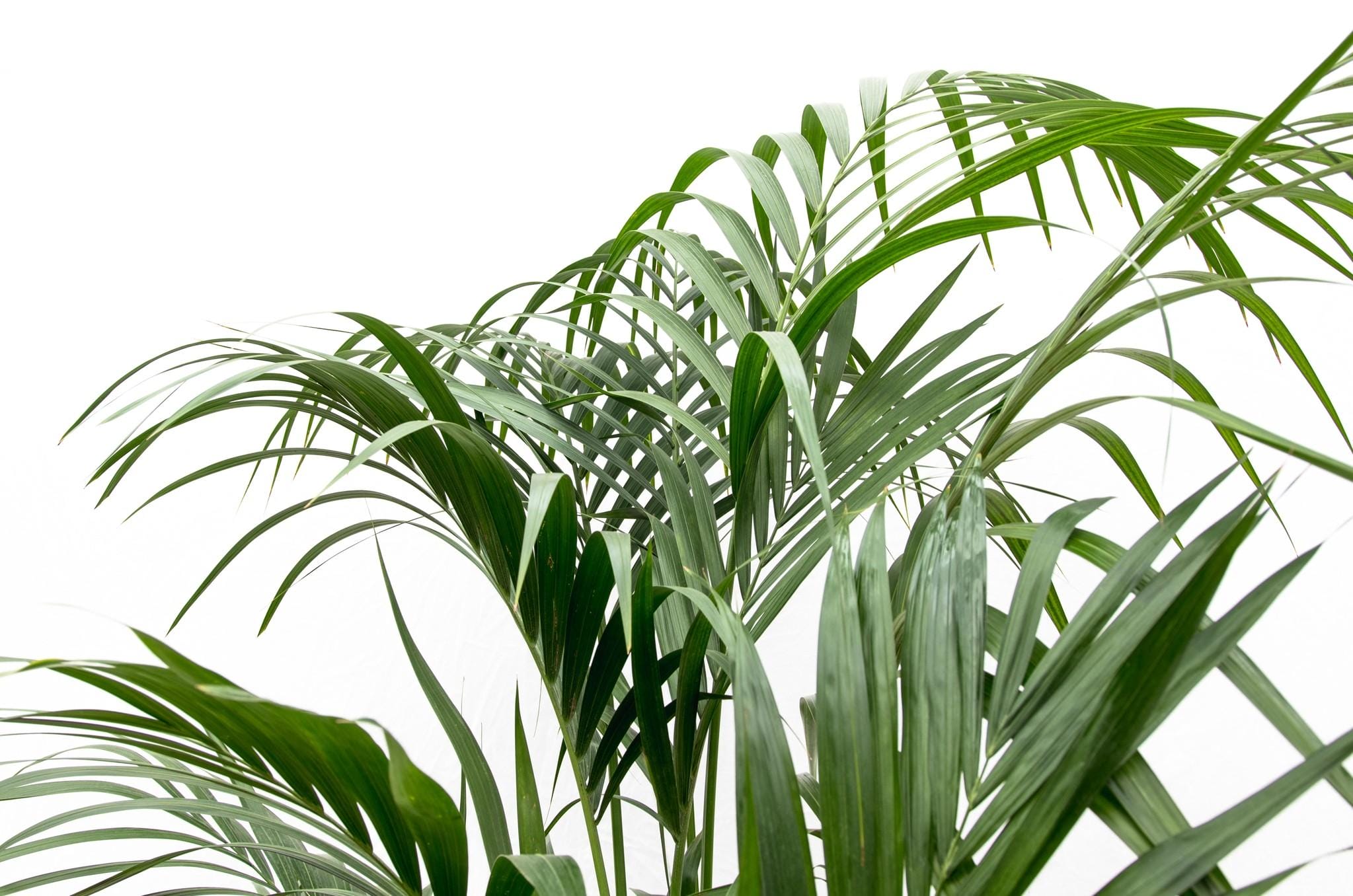 Kentia Palm ↑ 180 cm ⌀ 24 - Afbeelding 3