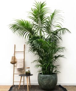 Kentia Palm Xxl ↑ 300 cm ⌀ 50