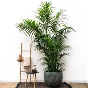Kentia Palm (Howea forsteriana) – statige tropische kamerpalm – ±260 cm