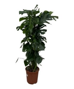 Monstera Deliciosa Xxl ↑ 150 cm ⌀ 24