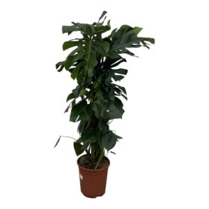Monstera (gatenplant) – indrukwekkende kamerplant – ±150 cm