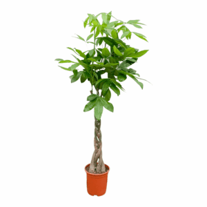 Pachira – geldboom – grote kamerplant met gevlochten stam – ±160 cm