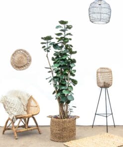 Polysicas Fabian Xxl ↑ 160 cm ⌀ 30