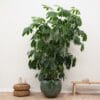 Schefflera Amate Xl ↑ 250 cm ⌀ 50