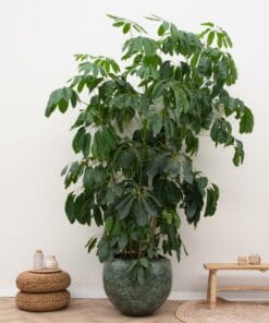 Schefflera Amate Xl ↑ 250 cm ⌀ 50