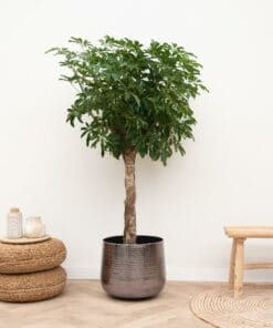 Schefflera Op Stam ↑ 180 cm ⌀ 34