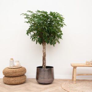 Schefflera op stam – tropische kamerplant met handvormige bladeren – ±180 cm
