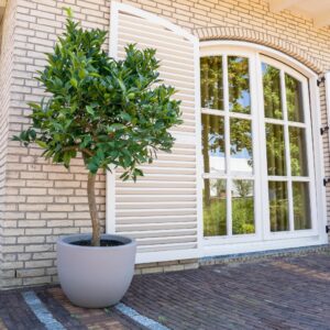Sinaasappelboom (Citrus sinensis) – geurende citrusboom – ±225 cm