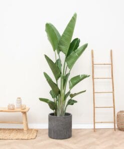 Strelitzia Augusta Multi Stam ↑ 225 cm ⌀ 40