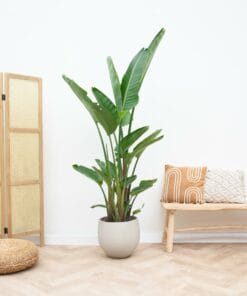Strelitzia Augusta Multi Stam ↑ 250 cm ⌀ 45