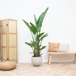 Strelitzia Augusta multi-stam – tropische kamerplant – ±250 cm