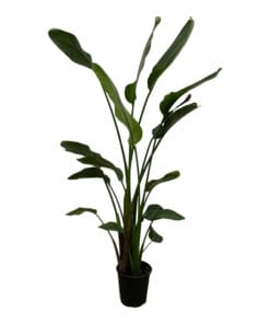 Strelitzia Nicolai ↑ 180 cm ⌀ 27