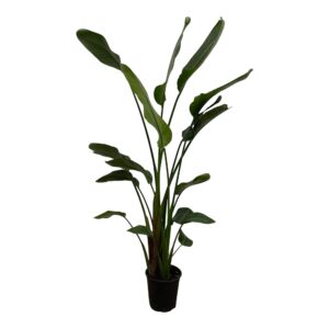 Strelitzia Nicolai – Reuzenparadijsvogelbloem – indrukwekkende – ±180 cm
