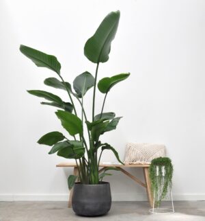 Strelitzia Nicolai – grote tropische kamerplant met imposante bladeren – ±200 cm