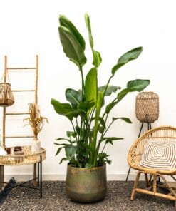 Strelitzia Nicolai ↑ 250 cm ⌀ 40