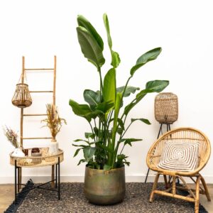 Strelitzia Nicolai – Reuzenparadijsvogelplant – indrukwekkende – ±250 cm