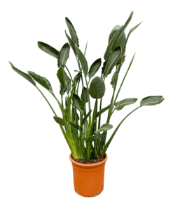 Strelitzia Reginae ↑ 160 cm ⌀ 30