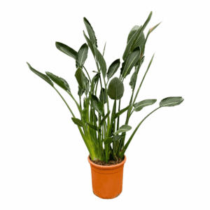 Paradijsvogelplant (Strelitzia reginae) – grote kamerplant – ±160 cm