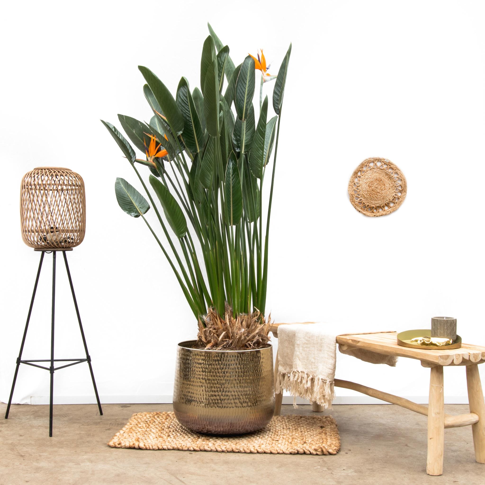 Strelitzia Reginae ↑ 160 cm ⌀ 30 - Afbeelding 2