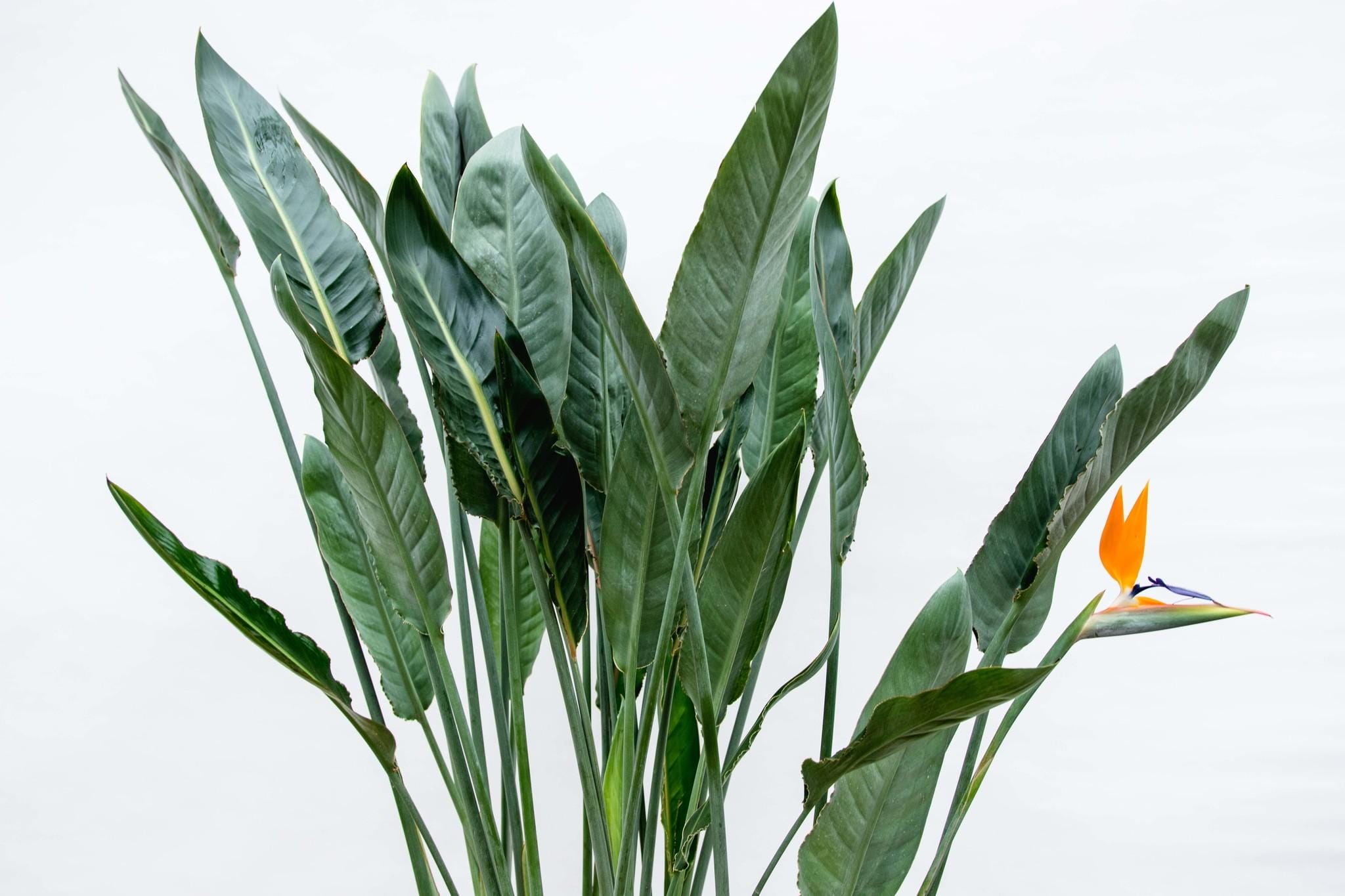 Strelitzia Reginae ↑ 160 cm ⌀ 30 - Afbeelding 3