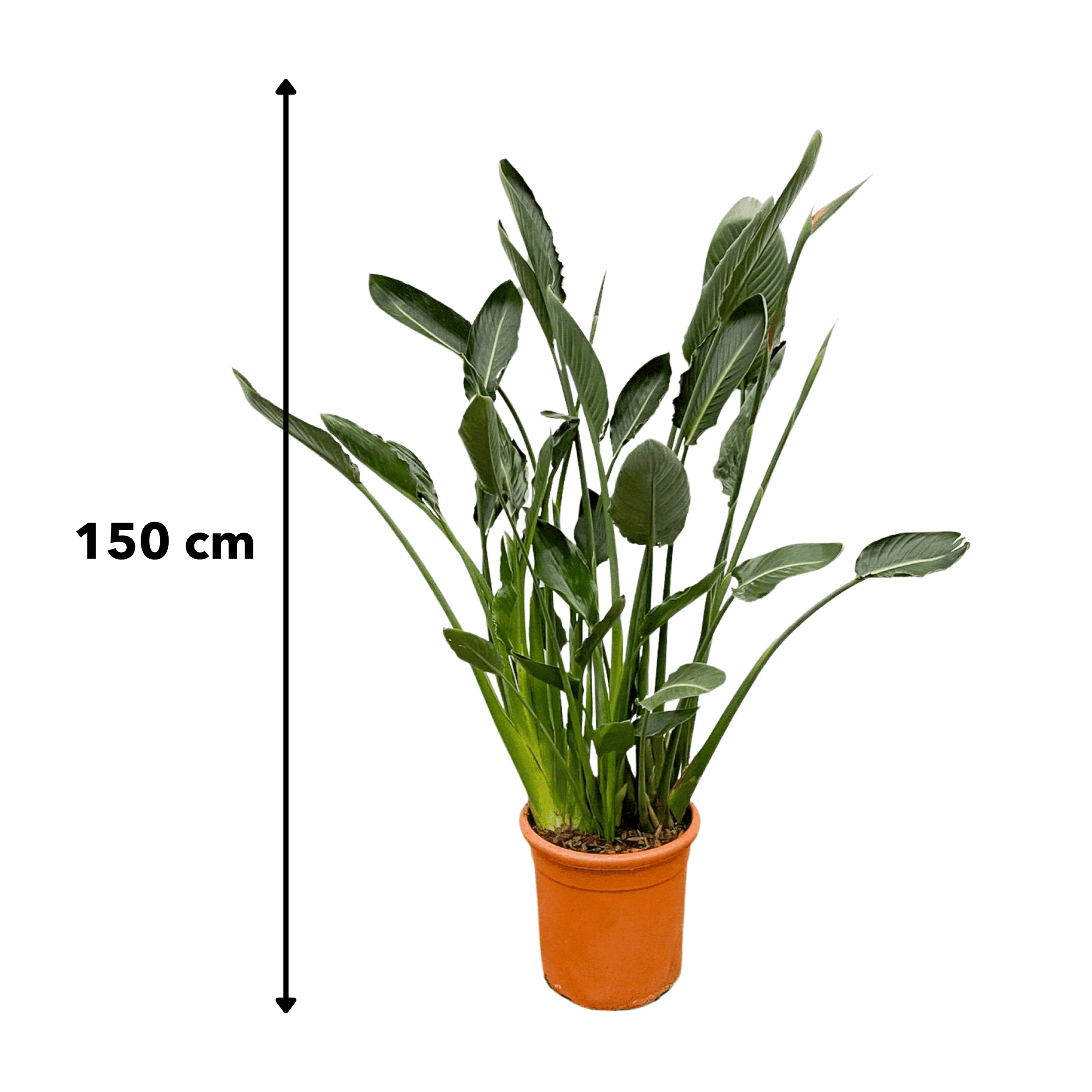 Strelitzia Reginae ↑ 160 cm ⌀ 30 - Afbeelding 4