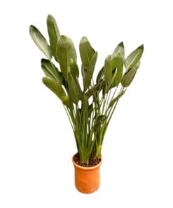 Strelitzia Reginae ↑ 180 cm ⌀ 50