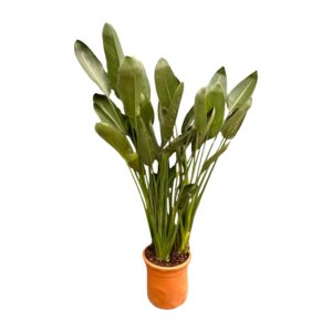 Paradijsvogelbloem (Strelitzia reginae) – grote kamerplant – ±180 cm