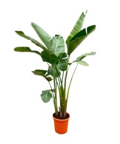 Strelitzia Augusta De Luxe ↑ 250 cm ⌀ 38