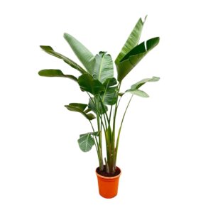 Strelitzia Augusta – grote tropische kamerplant met witte bloemen – ±250 cm