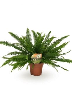 Nephrolepis Green Lady ↑ 40 cm ⌀ 17 cm