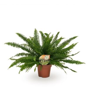 Nephrolepis 'Green Lady' – weelderige krulvaren voor in huis – ±40 cm
