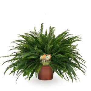Nephrolepis varen 'Green Lady' – weelderige hangvaren voor halfschaduw – ±60 cm