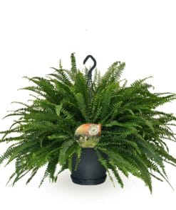Nephrolepis Green Lady ↑ 60 cm ⌀ 20 cm
