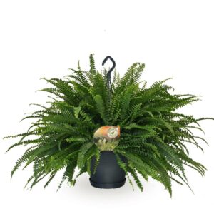 Nephrolepis Green Lady – weelderige hangende varen voor in huis – ±60 cm