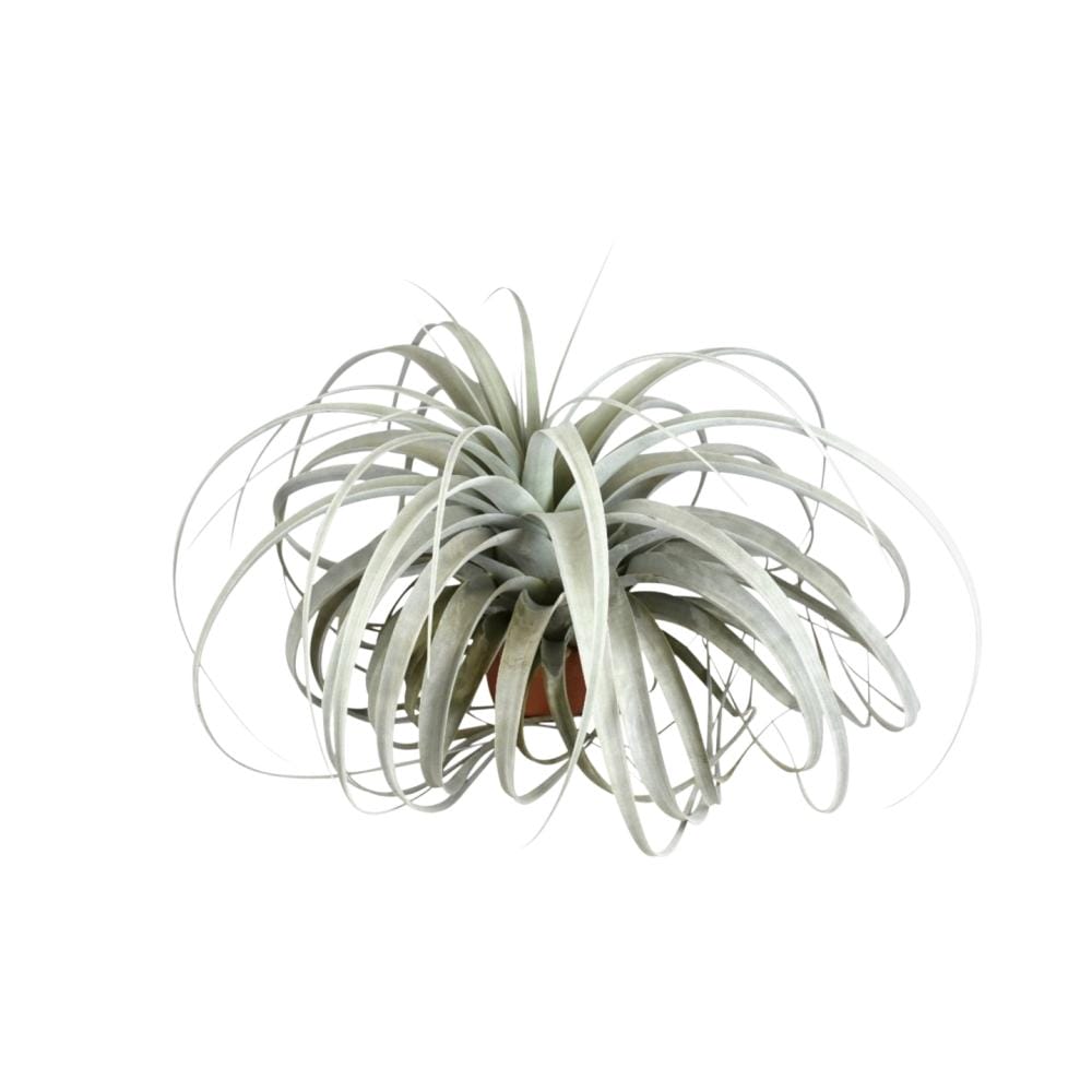 Tillandsia Xerographica ↑ 30 cm ⌀ 45 cm