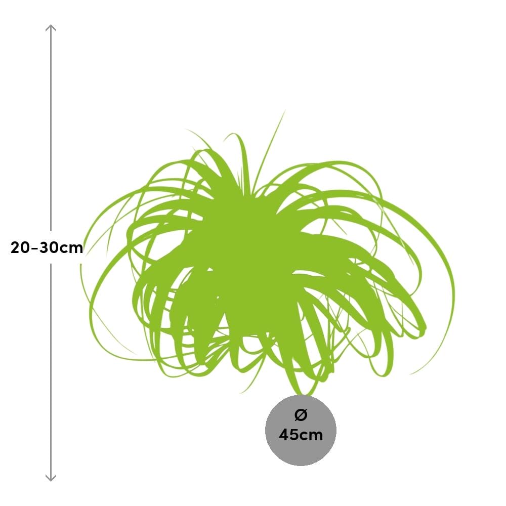 Tillandsia Xerographica ↑ 30 cm ⌀ 45 cm - Afbeelding 2