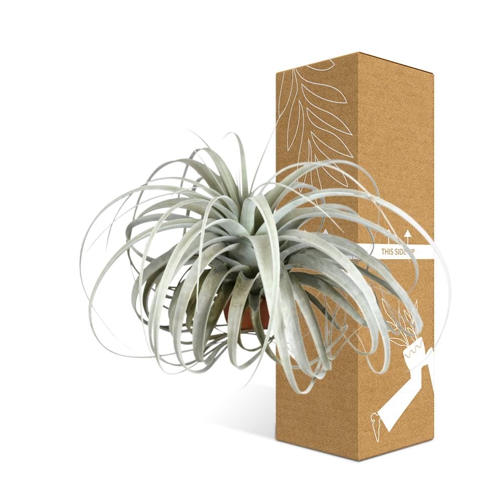 Tillandsia Xerographica ↑ 30 cm ⌀ 45 cm - Afbeelding 3