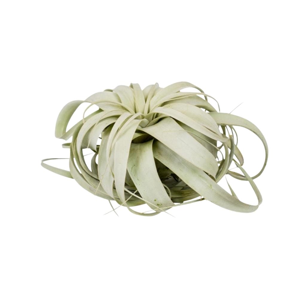 Tillandsia Xerographica ↑ 20 cm ⌀ 20 cm