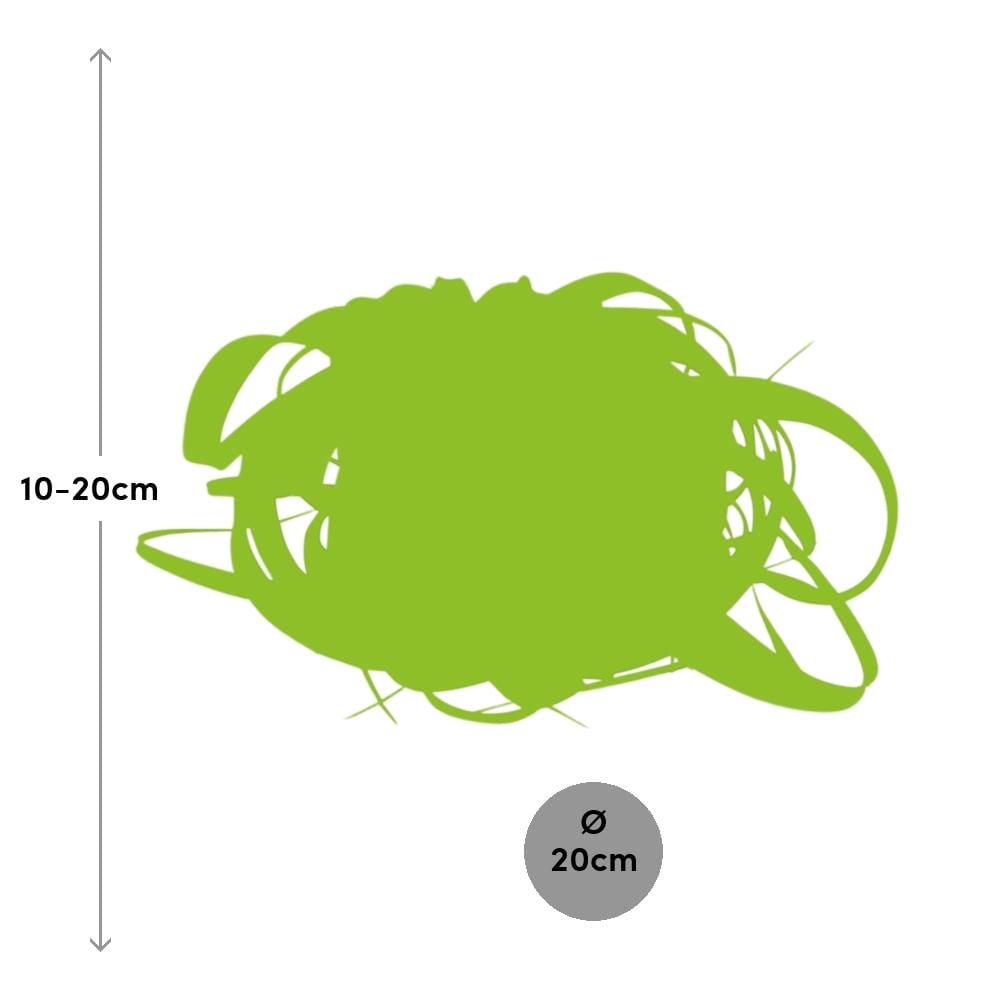 Tillandsia Xerographica ↑ 20 cm ⌀ 20 cm - Afbeelding 2