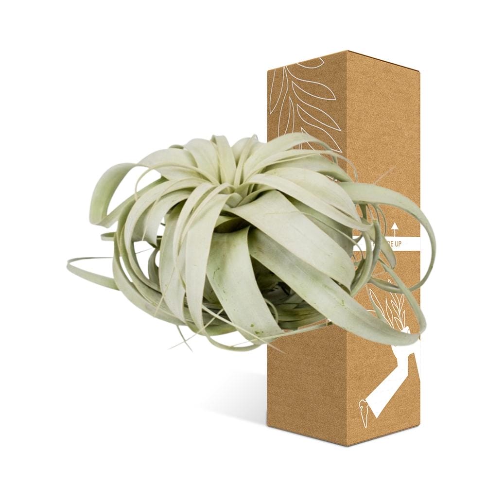 Tillandsia Xerographica ↑ 20 cm ⌀ 20 cm - Afbeelding 3