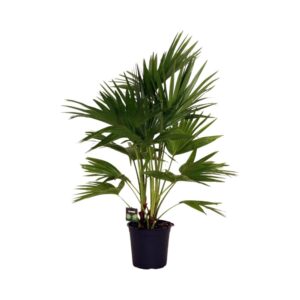 Livistona waaierpalm – elegante kamerpalm met waaiervormige bladeren – ±100 cm