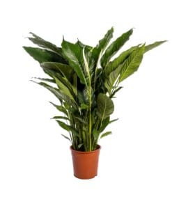 Lepelplant Spathiphyllum Sweet Sebastiano ↑ 110 cm ⌀ 24 cm