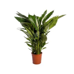Lepelplant (Spathiphyllum 'Sweet Sebastiano') – grote vredeslelie – ±110 cm