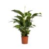 Lepelplant Spathiphyllum Bellini ↑ 100 cm ⌀ 24 cm