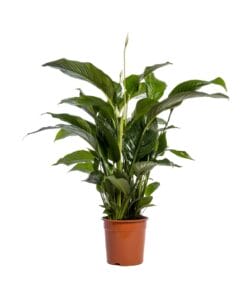 Lepelplant Spathiphyllum Bellini ↑ 100 cm ⌀ 24 cm