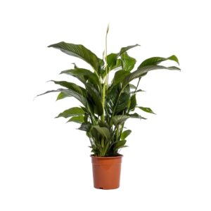 Lepelplant (Spathiphyllum 'Bellini') – bloeiende kamerplant – ±100 cm
