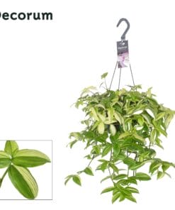 Tradescantia Yellow Hill ↑ 40 cm ⌀ 17 cm