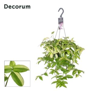 Tradescantia Yellow Hill – bontbladig hangplant met geel-groen blad – ±40 cm