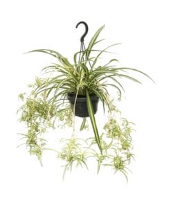 Graslelie ↑ 55 cm ⌀ 14 cm