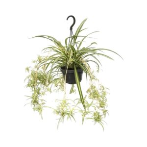 Graslelie (Spinnenplant) (Chlorophytum comosum 'Variegatum') – bont – ±55 cm